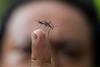 Zika Vírus: o risco continua